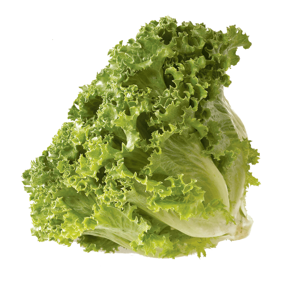 Lechuga Italiana 1pza