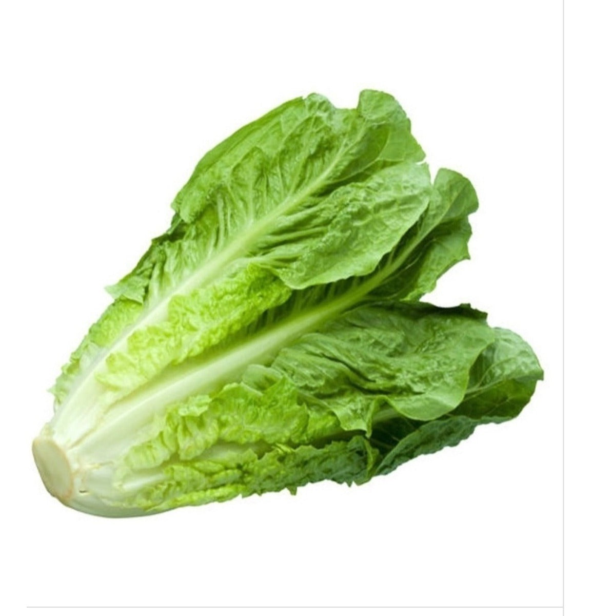 Lechuga Orejona 1pza