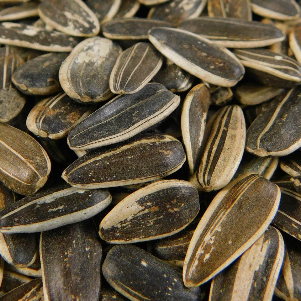 Semilla de Girasol Granel 100g - MI MEXICANA